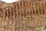 Hadrosaur (Edmontosaurus) Jaw Section - Wyoming #264942-1